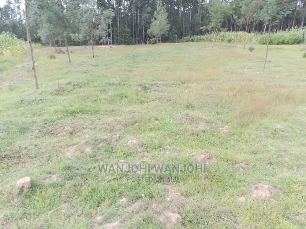 Prime Plots in Oljoro-Orok