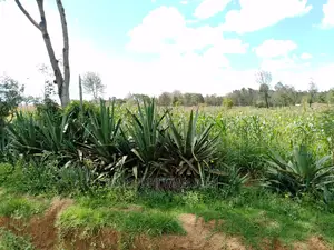 Very Prime Plots in Kasuku Town