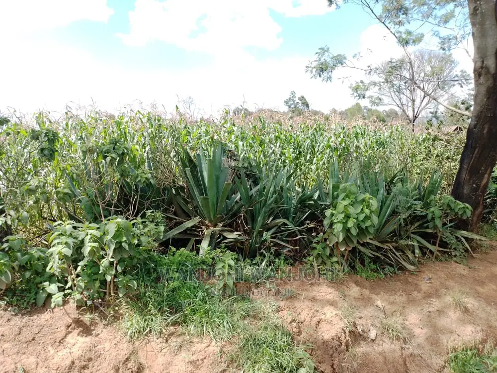 Very Prime Plots in Kasuku Town