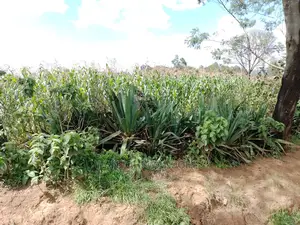 Very Prime Plots in Kasuku Town