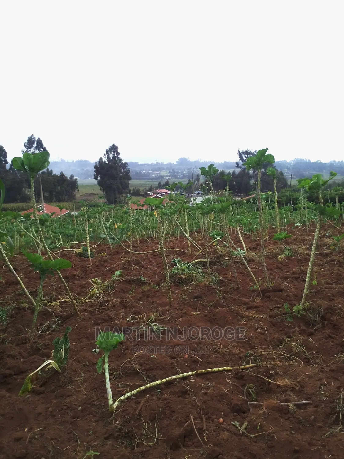 0.75 Acres Uplands ( Nyambari) Lari