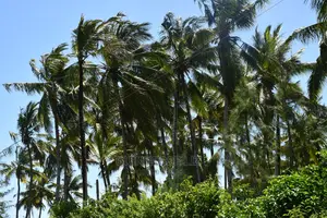 Kikambala Bomani Prime Plots on Sale