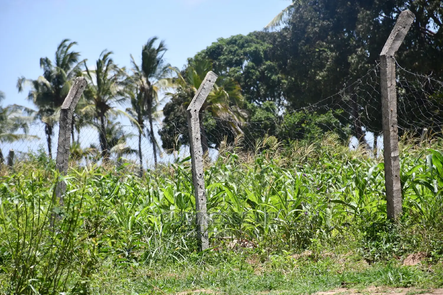 Kikambala Bomani Prime Plots on Sale