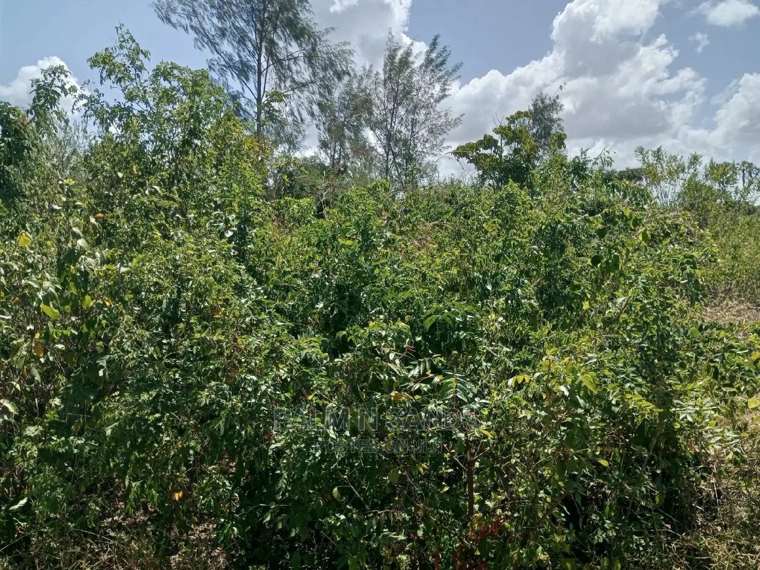 6 Acre Plot on Sale in Area Opp Almanara in Galu Diani.