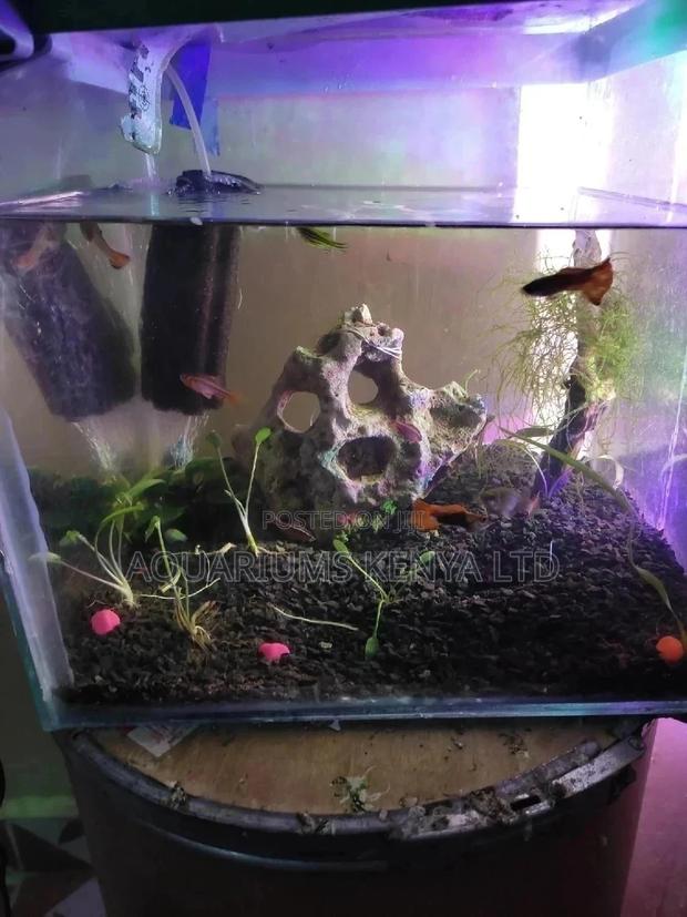 Artistic Aquarium Fish - main view