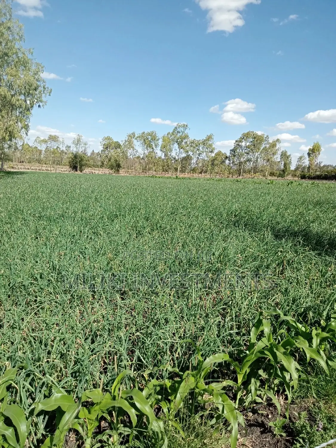 1/8 Acre Plots on Sale at Kiserian.