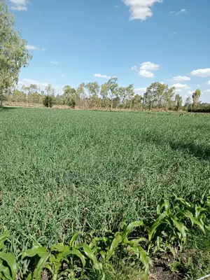 1/8 Acre Plots on Sale at Kiserian.