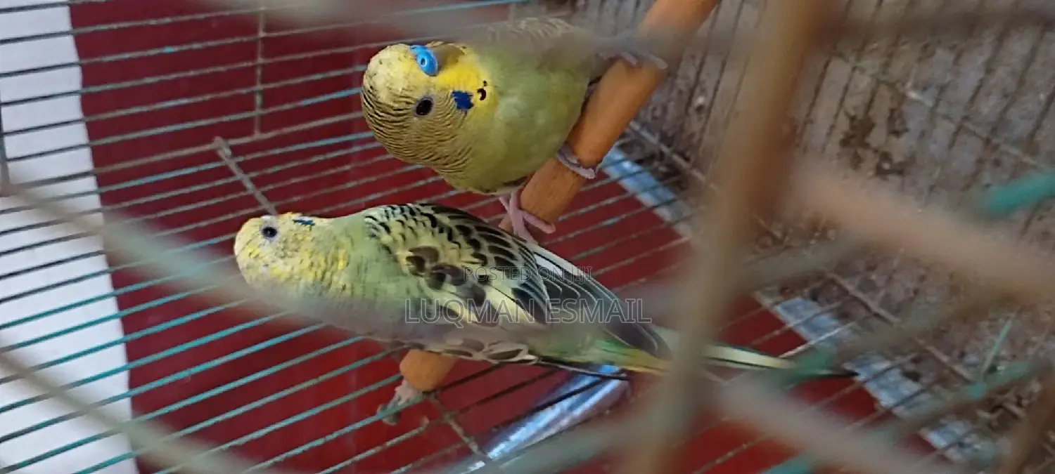 Australian Budgies
