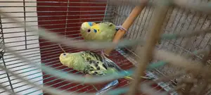 Australian Budgies