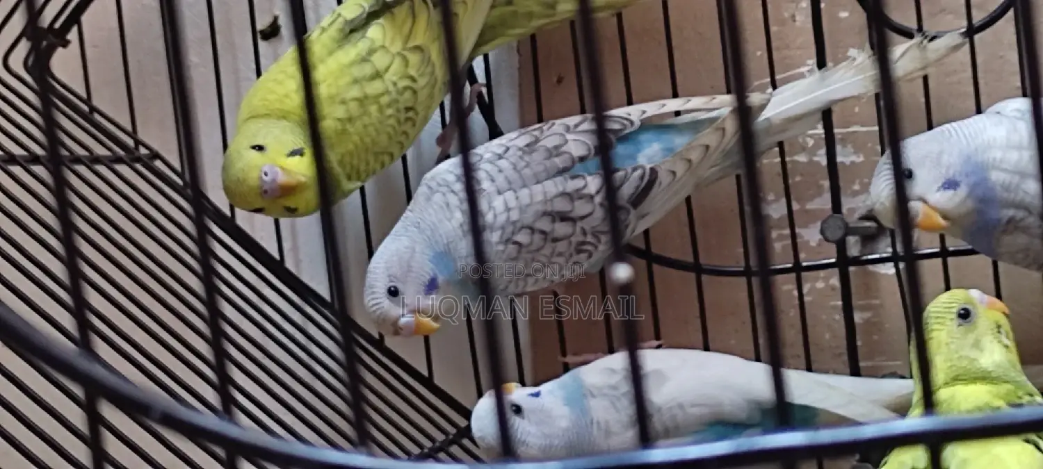 Australian Budgies