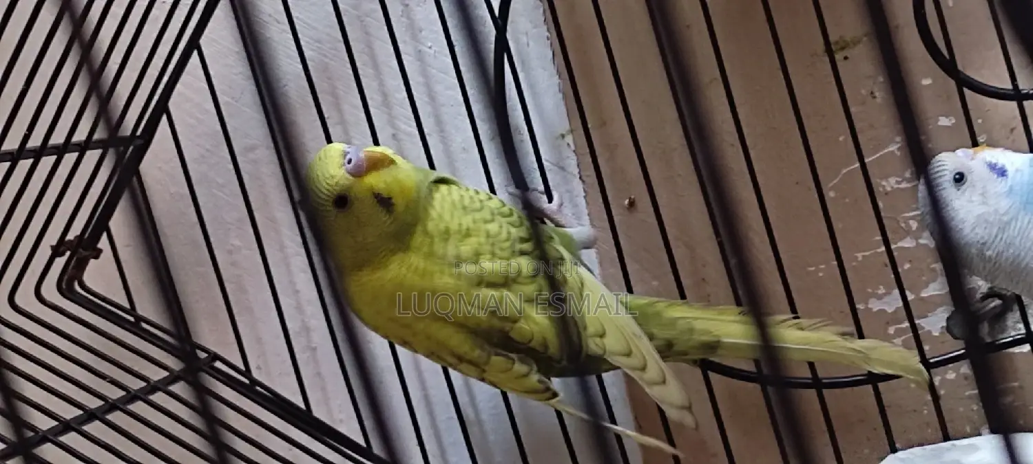 Australian Budgies