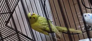 Australian Budgies