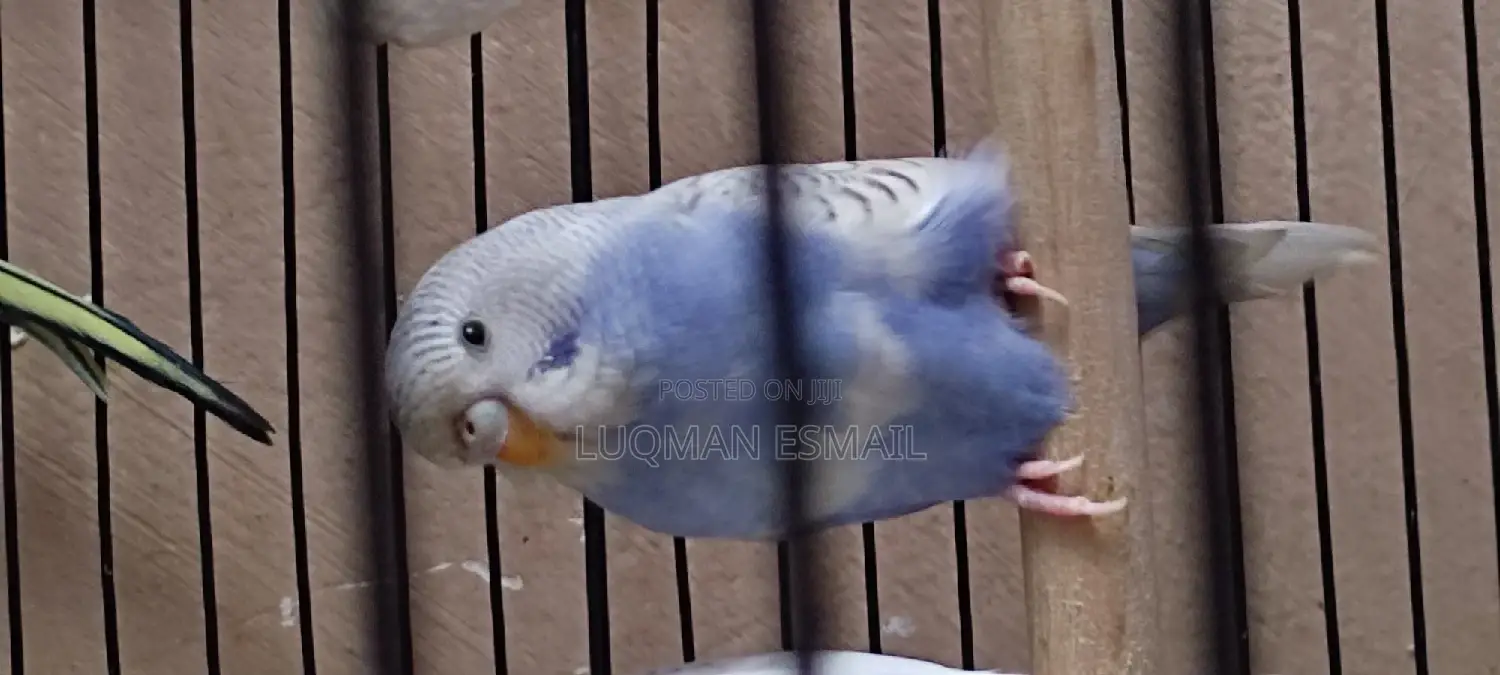 Australian Budgies