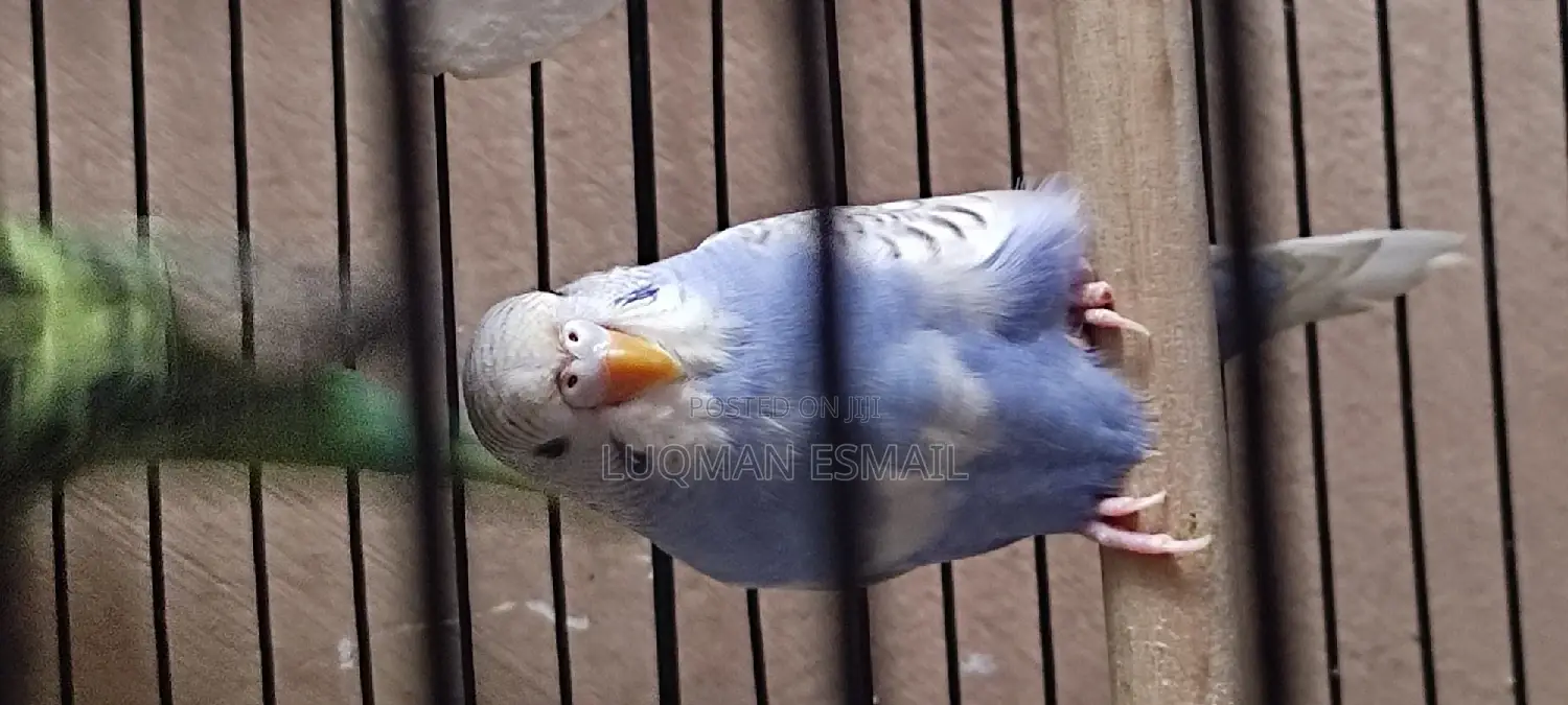 Australian Budgies