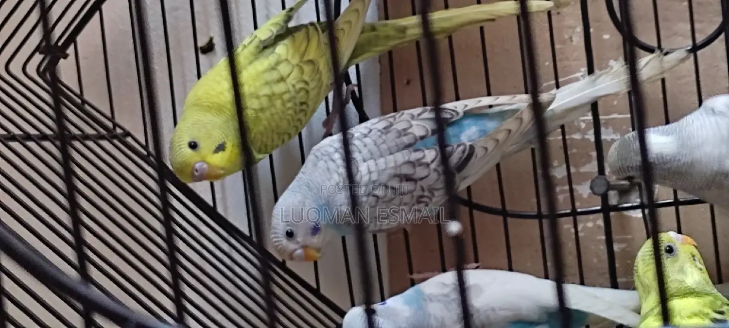 Australian Budgies