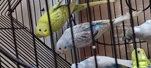 Australian Budgies