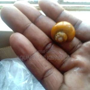 Ramshorn Snails, Aquarium Bio Cleaners - thumbnail 2