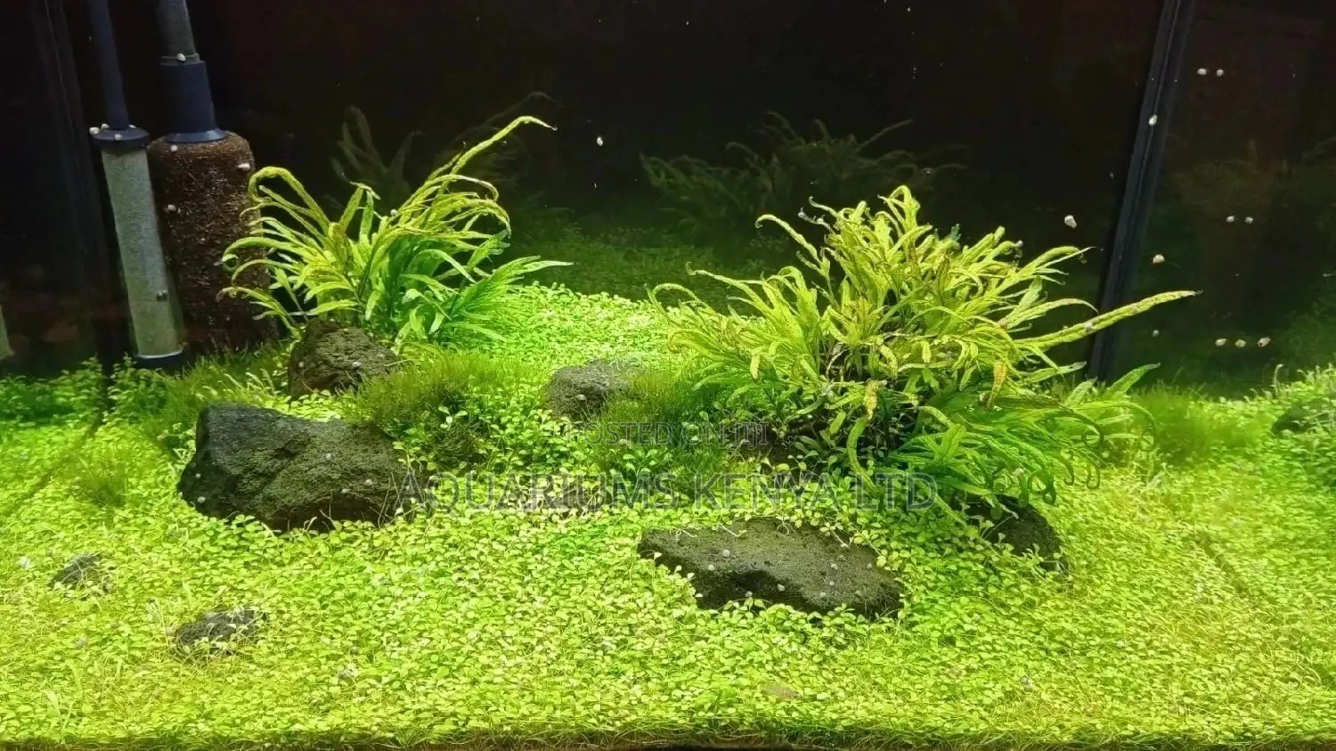 Aquarium Plant Maintenance and Planting