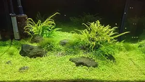 Aquarium Plant Maintenance and Planting