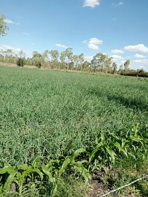 An Acre of Land on Sale at Kiserian