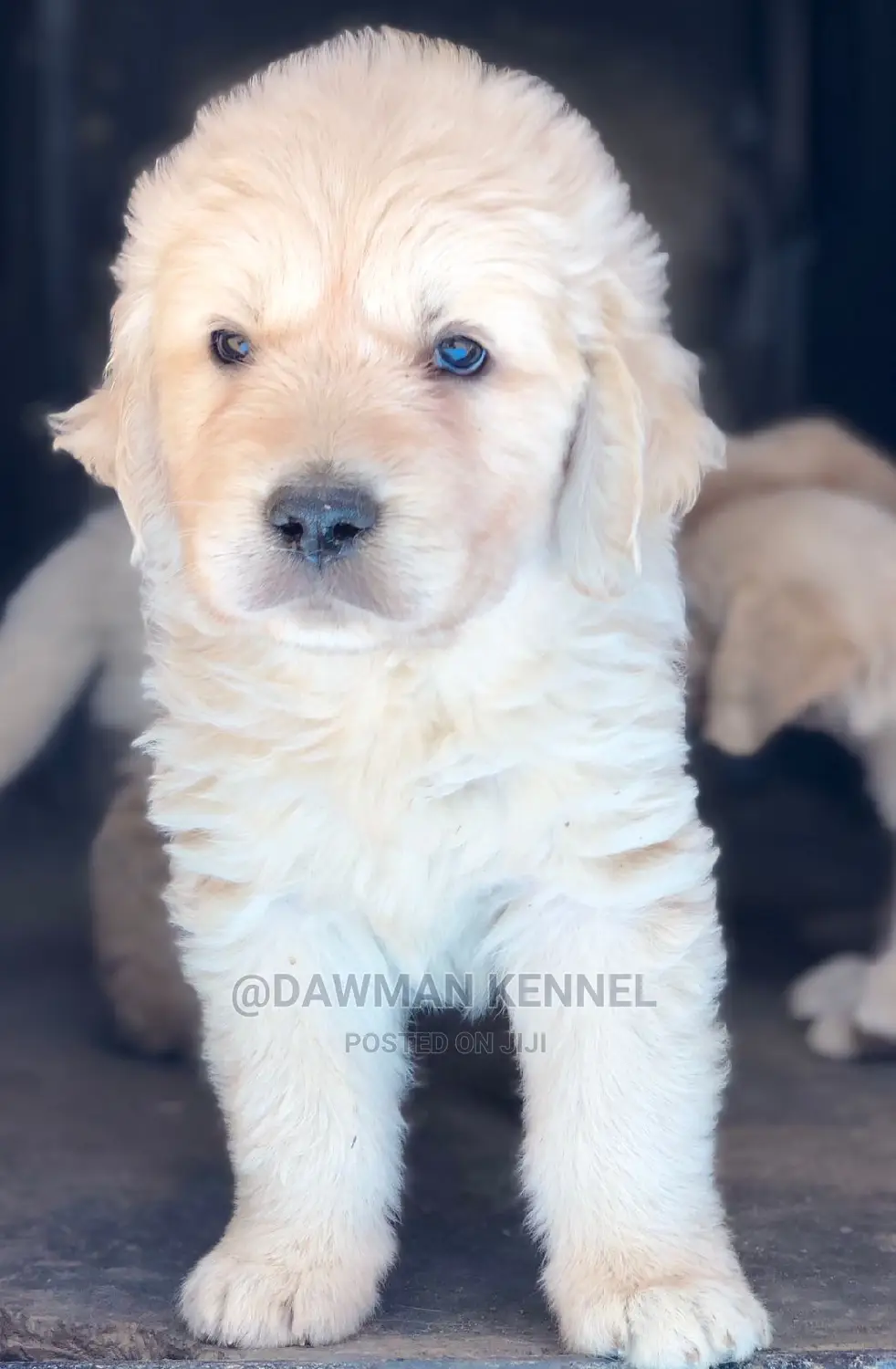 1-3 Months Male Purebred Golden Retriever