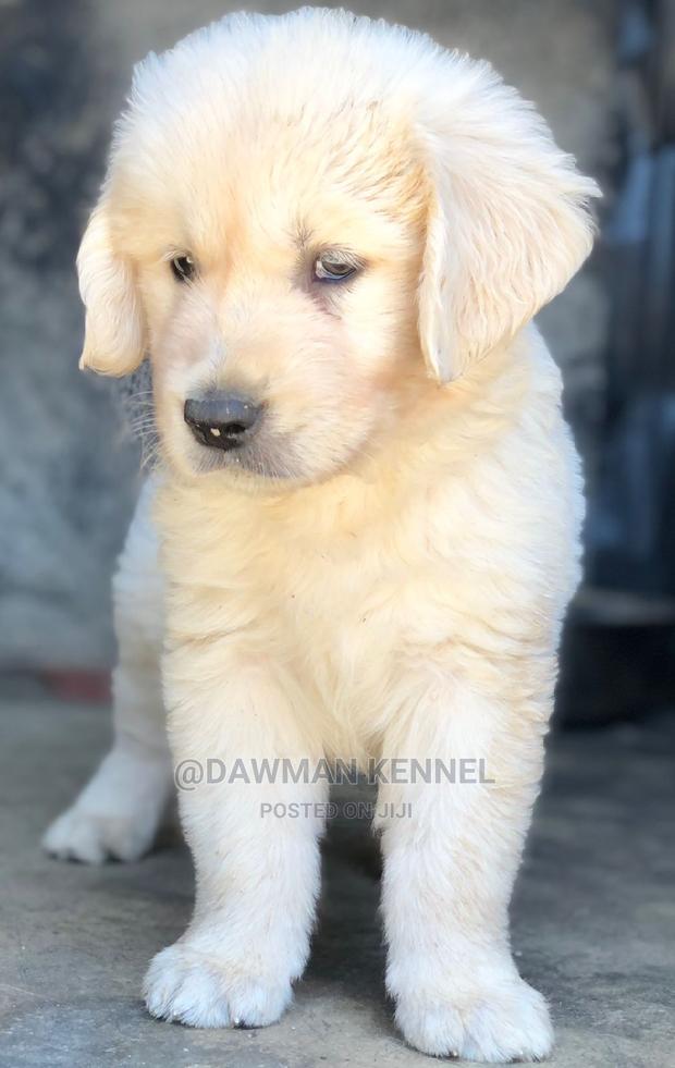 1-3 Months Male Purebred Golden Retriever