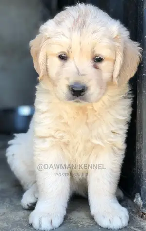 1-3 Months Female Purebred Golden Retriever