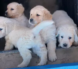 1-3 Months Female Purebred Golden Retriever