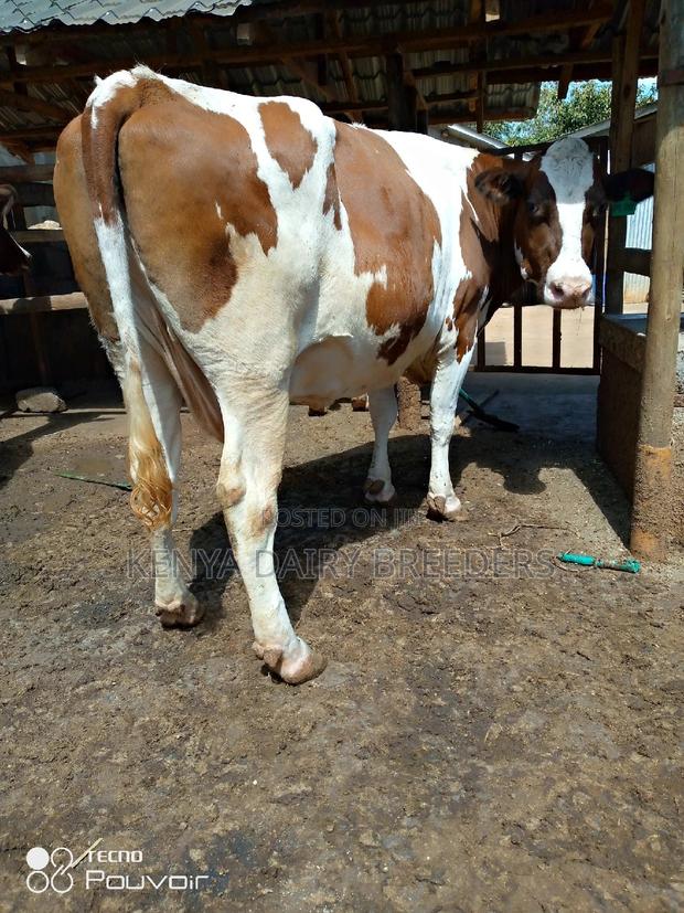 Pedigree Milkers - main view