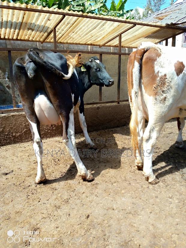 Pedigree Milkers - thumbnail 4