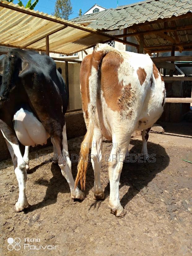 Pedigree Milkers - thumbnail 5