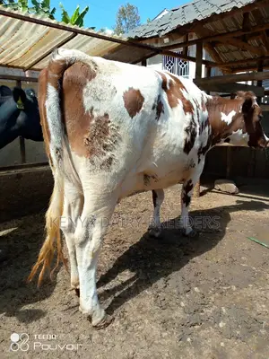 Pedigree Milkers