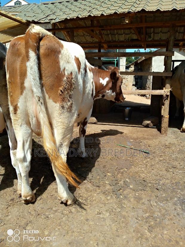 Pedigree Milkers - thumbnail 7