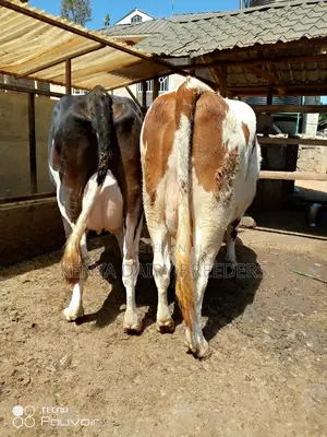 Pedigree Milkers