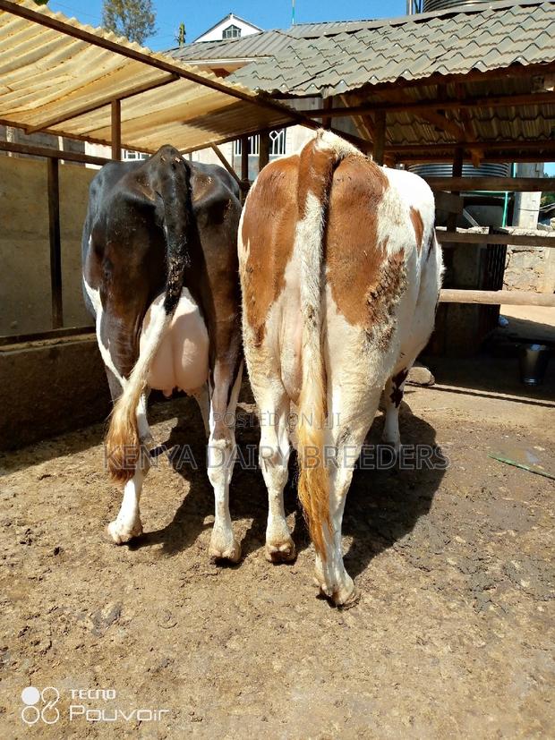 Pedigree Milkers - thumbnail 6