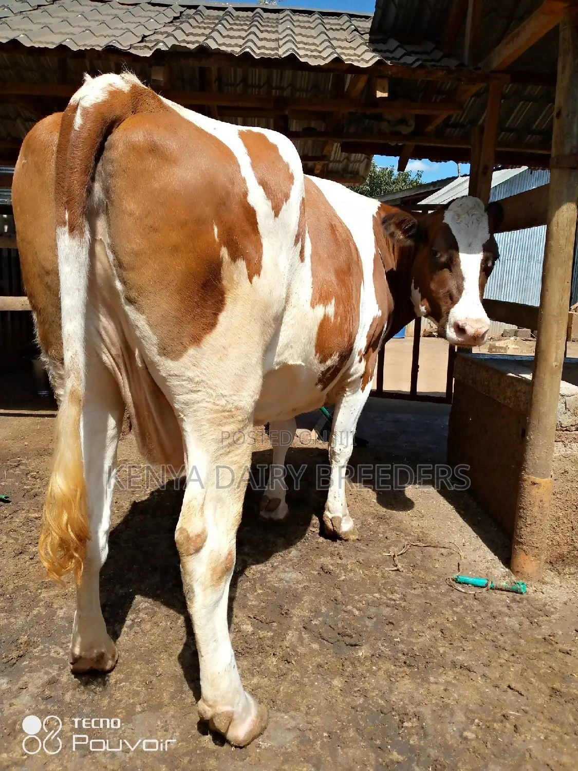 Pedigree Milkers