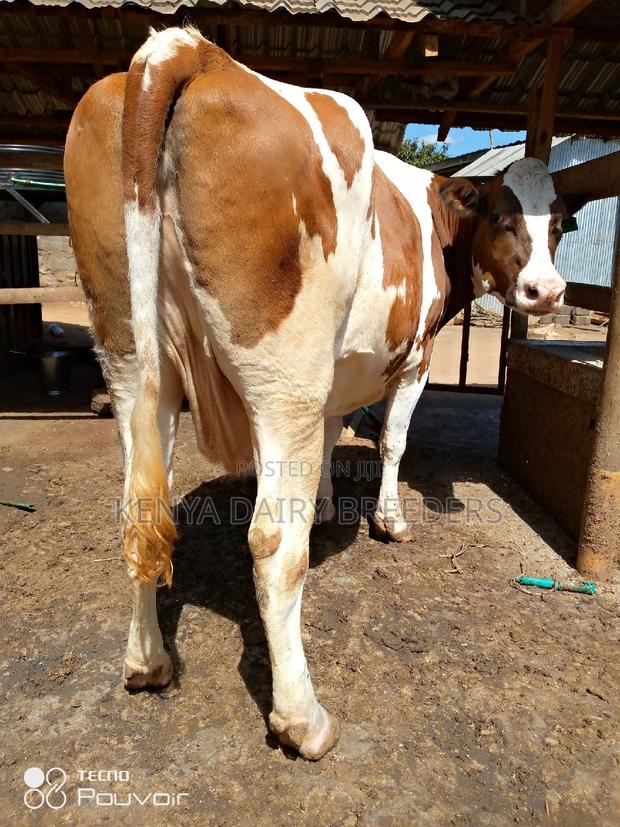 Pedigree Milkers - thumbnail 9