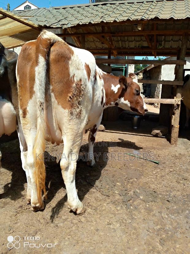 Pedigree Milkers - thumbnail 8