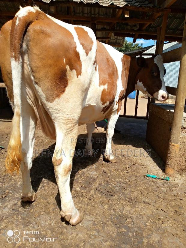 Pedigree Milkers - thumbnail 11