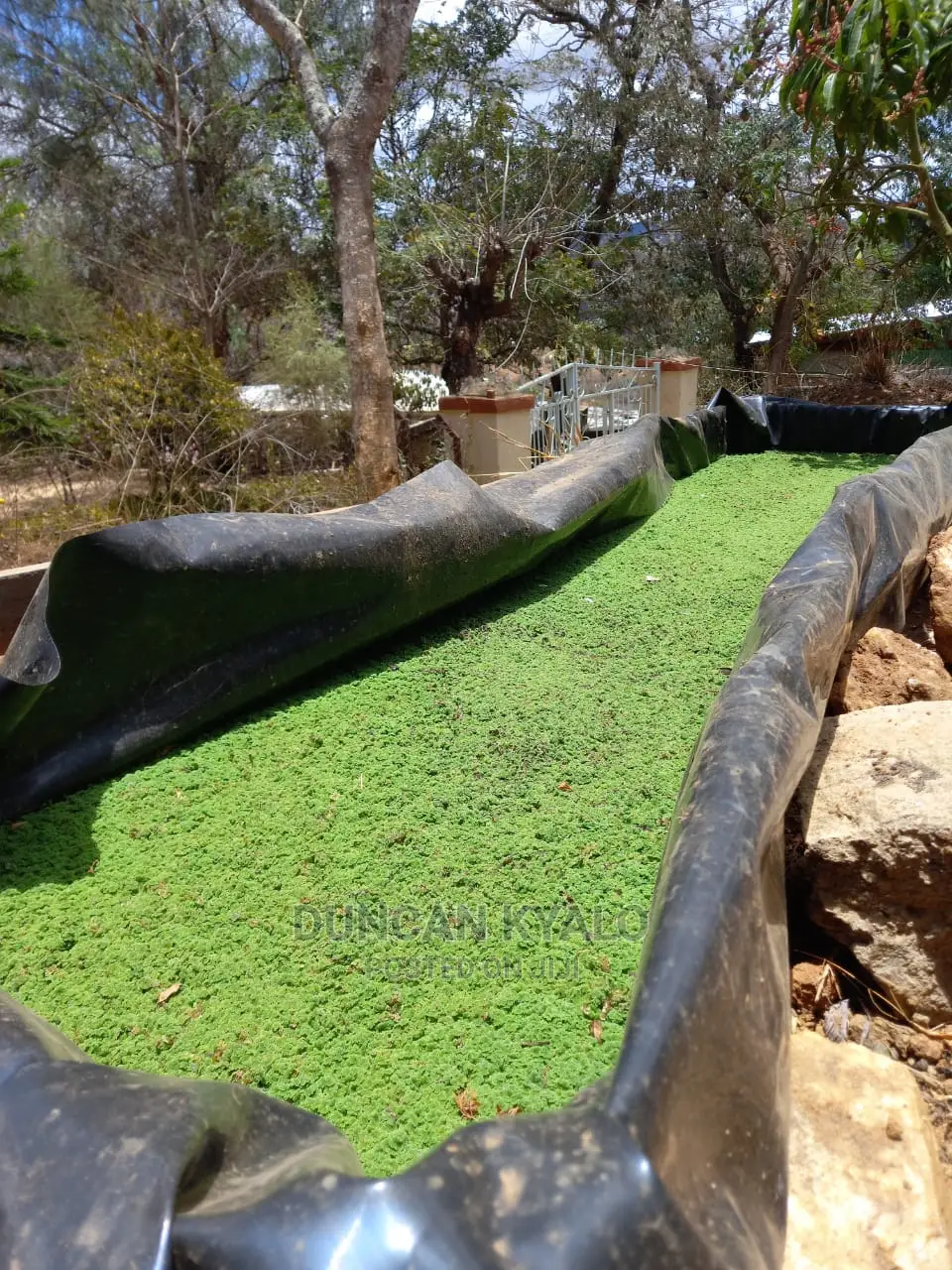 Azolla Poultry Feed and Azolla Propagation Material