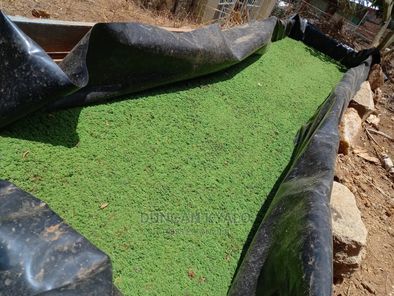 Azolla Poultry Feed and Azolla Propagation Material