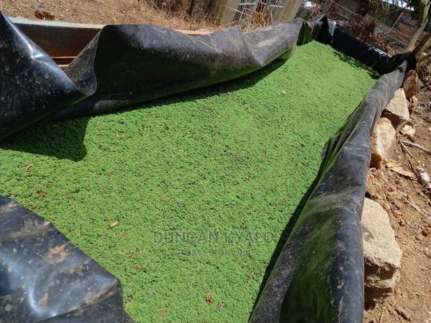 Azolla Poultry Feed and Azolla Propagation Material - thumbnail 3