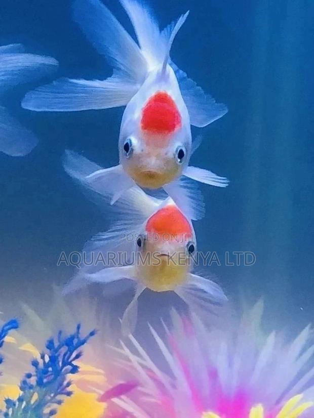 Redcup Goldfish, Stunning Aquarium Fish - main view