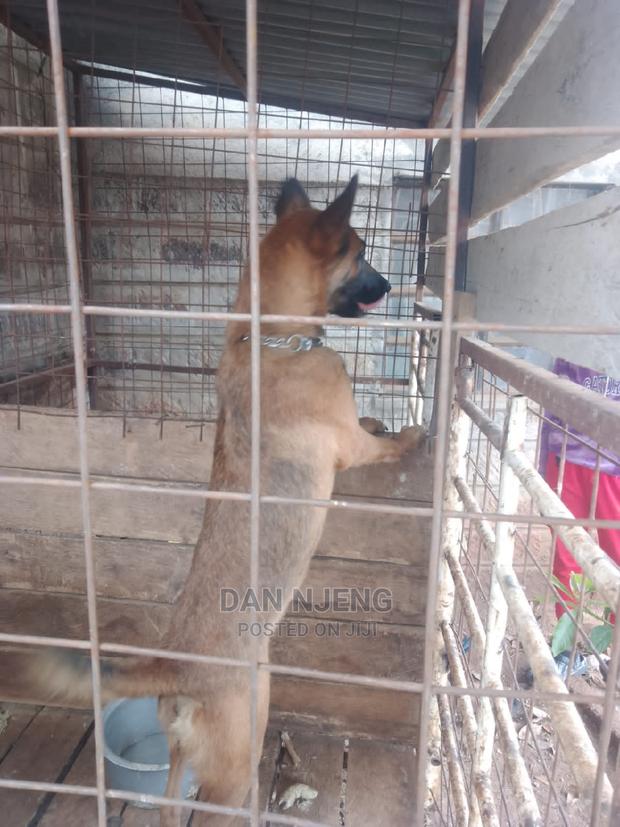 1+ Year Female Purebred Belgian Malinois