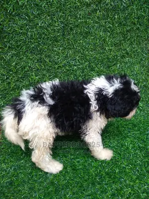 1-3 Months Female Purebred Havanese