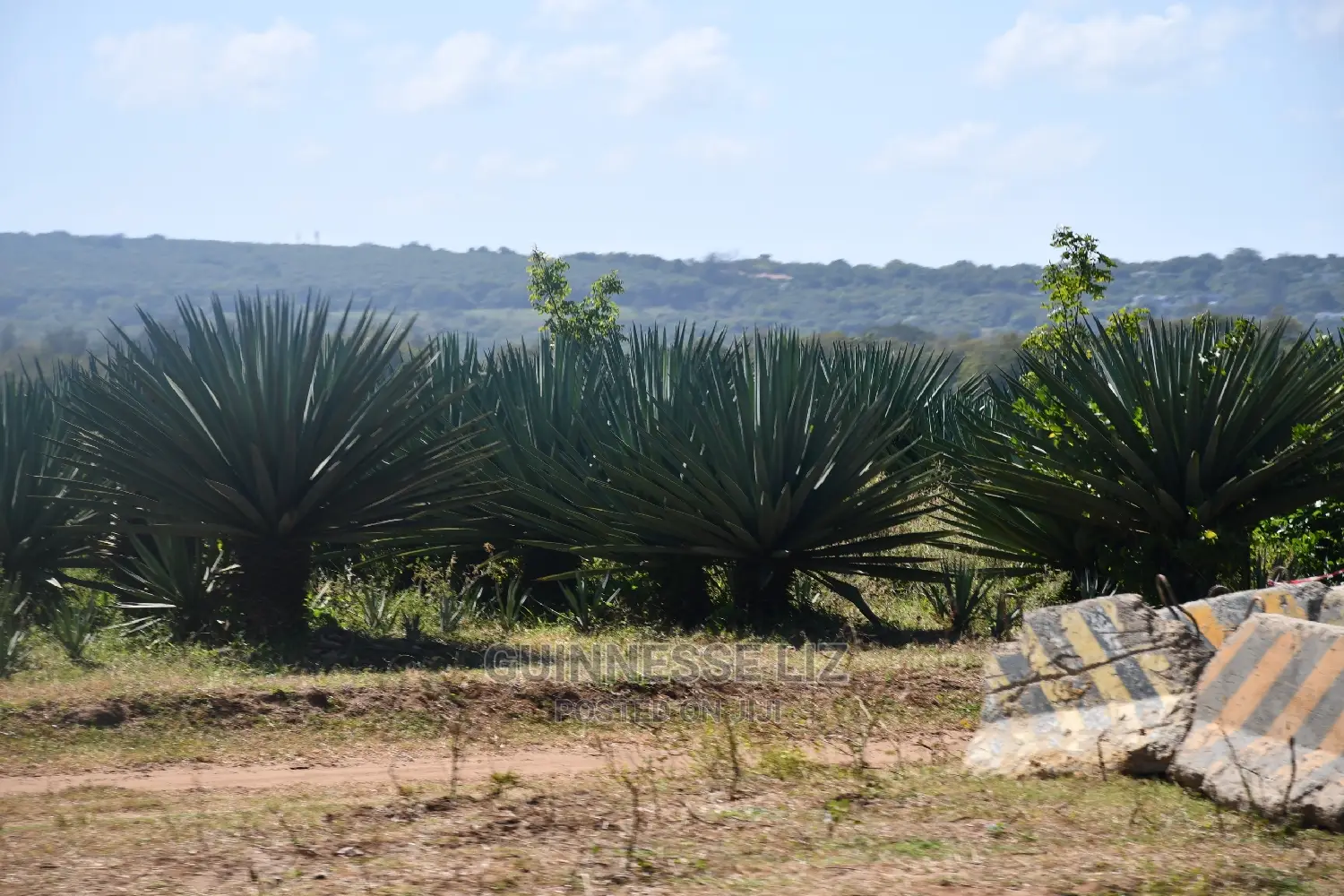 Vipingo Prime 2nd Row Beach Plots