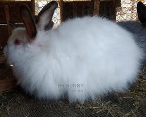 Angora Rabbit - thumbnail 2