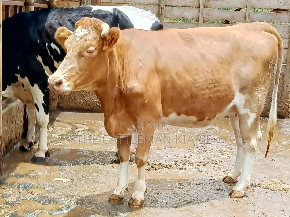 Pure Pedigree Guernsey