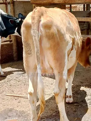 Pure Pedigree Guernsey