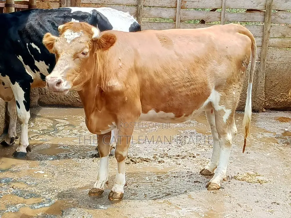Pure Pedigree Guernsey